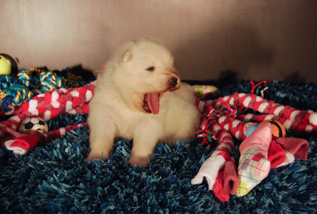 2 chiots males disponibles debut janvier