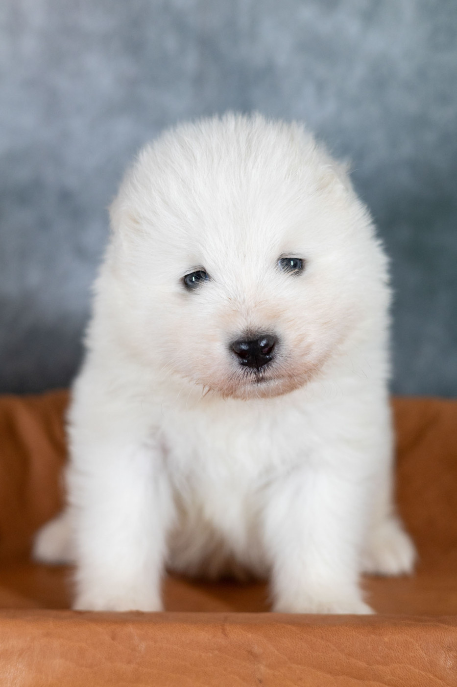 D'Okyaisan - Chiots disponibles - Samoyède