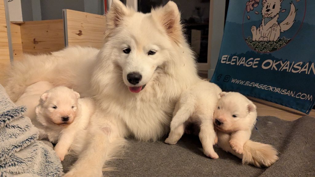 Chiot Samoyède D'Okyaisan